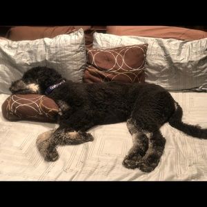 Meet your Posher, Brian